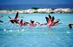 pic bonaire AC 020791 pic bonaire AC 020791