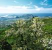pic teneriffa AC 020769 pic teneriffa AC 020769