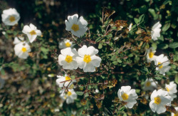 Wilde Blumen auf Korsika Wilde Blumen auf Korsika
