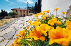 Teneriffa Pauschalreisen Teneriffa Pauschalreisen