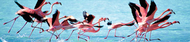 Bonaire