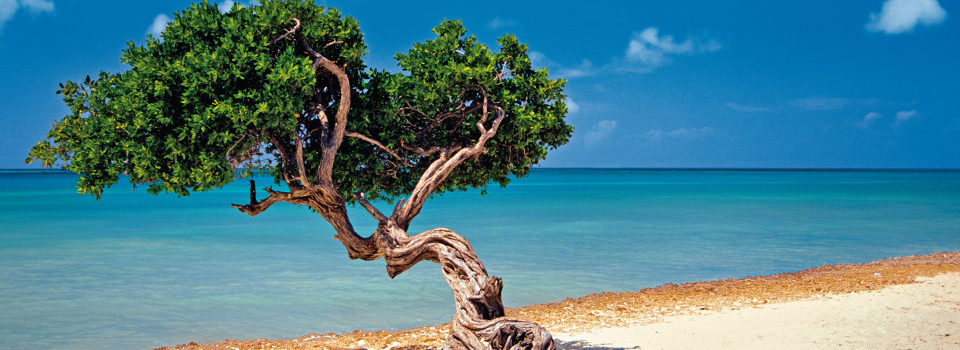Aruba Aruba