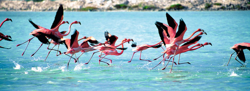 Bonaire Bonaire