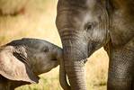 South Africa with Elephants