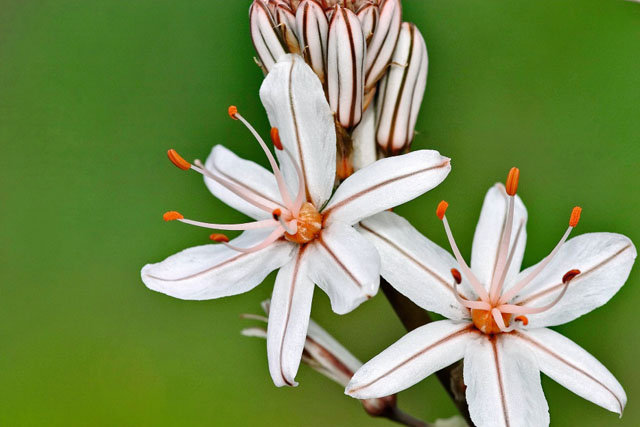 pic madeira AC 020778