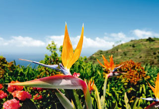 Blumeninsel Madeira